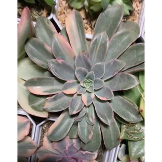 壁掛け籠付き 多肉植物 寄せ植えの通販 by なす's shop|ラクマ 壁掛け籠付き 多肉植物 寄せ植えの通販 by なす's shop|ラクマ