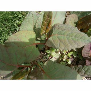 説明書付き　イタドリ葉　薬草　野草　お茶などに　匿名配送(その他)