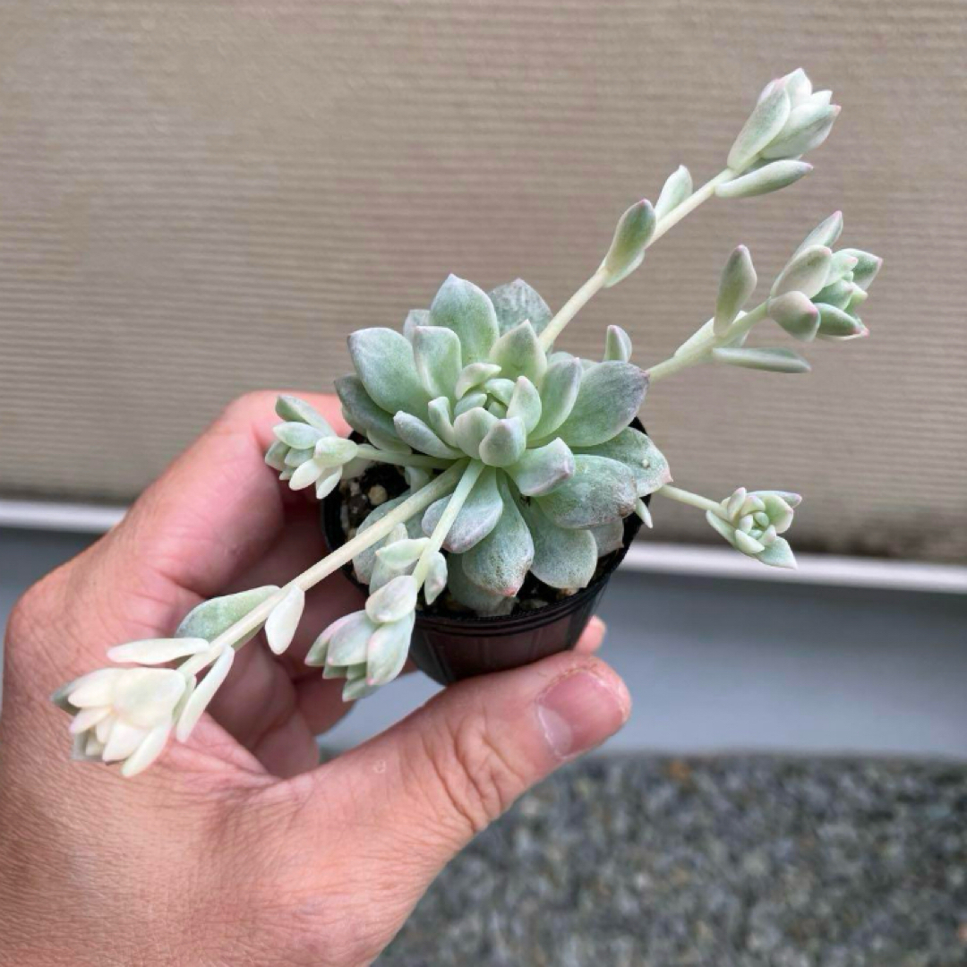 ② プロリフィカ錦 多肉植物 ハンドメイドのフラワー/ガーデン(その他)の商品写真