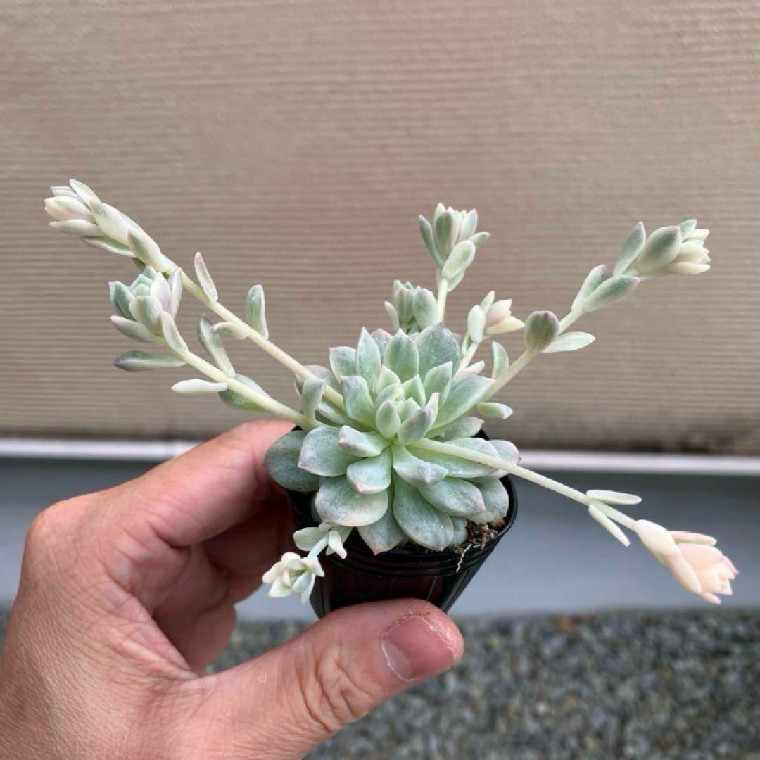① プロリフィカ錦 多肉植物 ハンドメイドのフラワー/ガーデン(その他)の商品写真