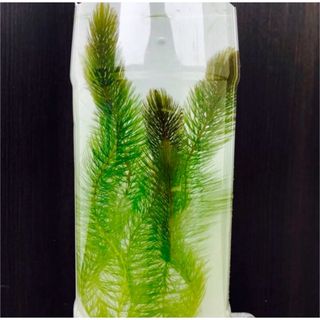 熱帯植物 アルデシア sp ライトセーバー 葉挿し株の通販 by 熱帯植物 アルデシア sp ライトセーバー 葉挿し株の通販 by