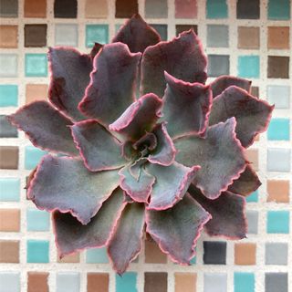 多肉植物♤女雛 子株付き❣️ 抜き苗の通販 by コマップ's shop 多肉植物♤女雛 子株付き❣️ 抜き苗の通販 by コマップ's shop