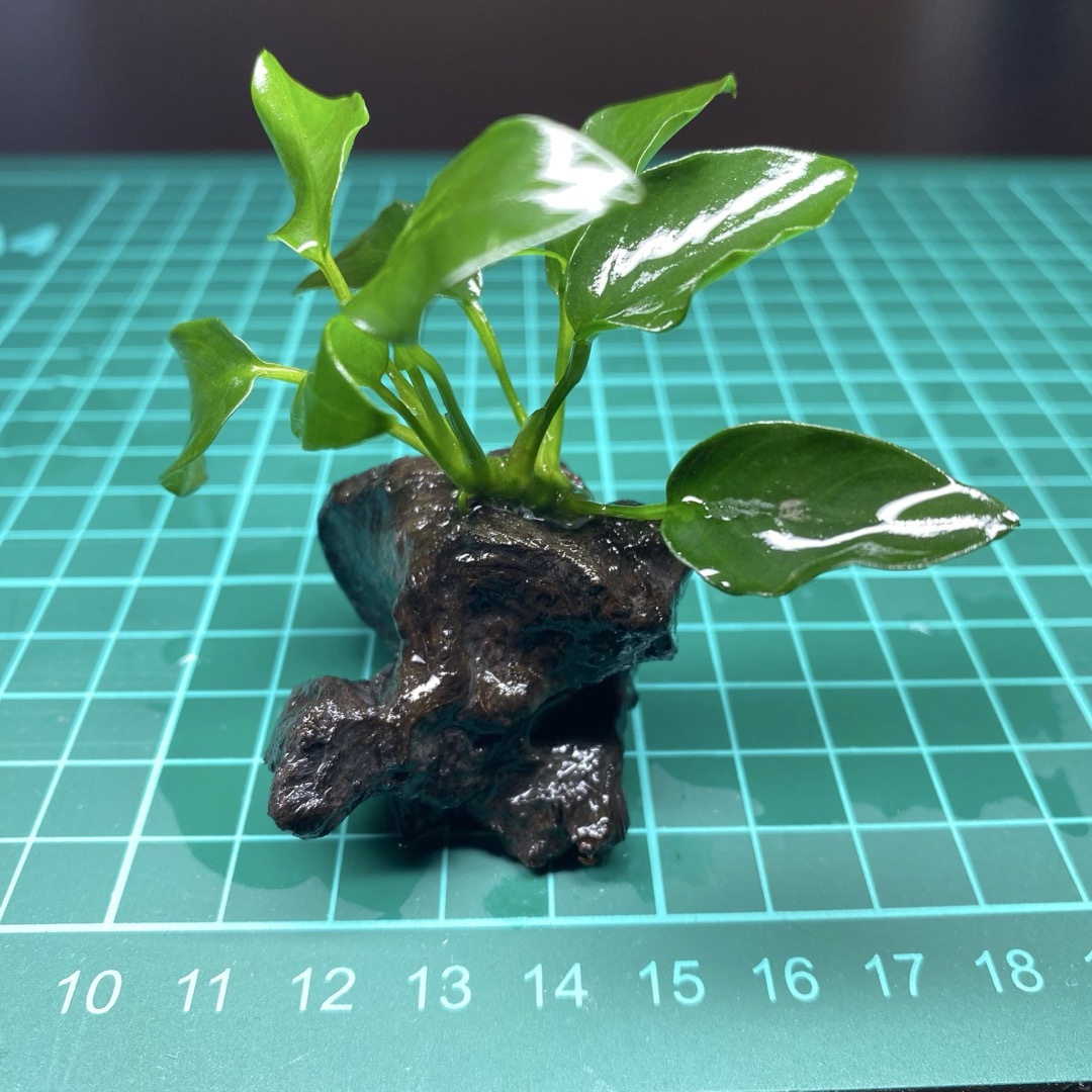 アヌビアスナナミニ　流木活着済 その他のペット用品(アクアリウム)の商品写真