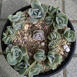 多肉植物 クラッスラ 銀揃 抜き苗全量!! Bの通販 by 多肉屋 多肉植物 クラッスラ 銀揃 抜き苗全量!! Bの通販 by 多肉屋