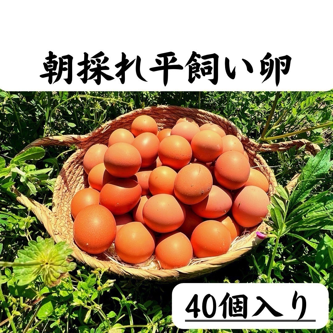 40個入り 佐伯養鶏の朝採れ平飼い卵の通販 by 平飼い卵の宮下 40個入り 佐伯養鶏の朝採れ平飼い卵の通販 by 平飼い卵の宮下