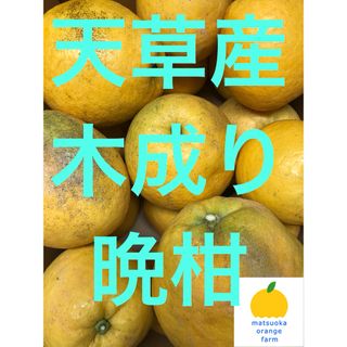 数量限定 甘すぎる 小玉 せとか みかん 有田産 みかん 果物の 数量限定 甘すぎる 小玉 せとか みかん 有田産 みかん 果物の