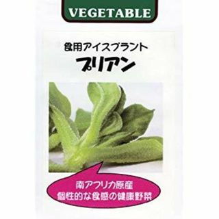ラスト ハーブ ジャーマンカモミール 1苗 ポット植えの通販 by ラスト ハーブ ジャーマンカモミール 1苗 ポット植えの通販 by