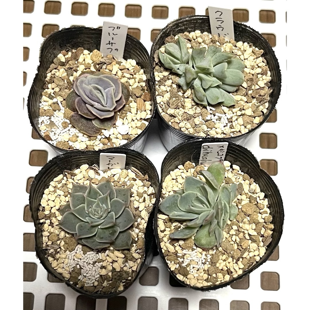 多肉植物 韓国苗 ハンドメイドのフラワー/ガーデン(その他)の商品写真