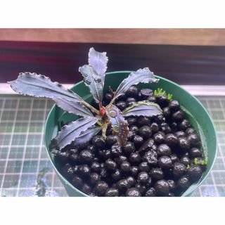 熱帯植物 アルデシア sp ライトセーバー 葉挿し株の通販 by 熱帯植物 アルデシア sp ライトセーバー 葉挿し株の通販 by
