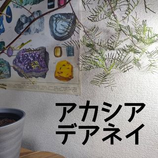 【匿名無料】アカシア デアネイ 苗木 四季咲 オージープランツ シンボルツリー(その他)