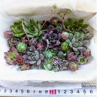 センペルビウムのフリマアイテム一覧 センペルビウムのフリマアイテム一覧