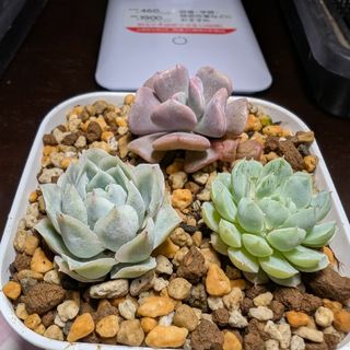 チョコレート錦 カット苗 多肉植物の通販 by 廉 shop|ラクマ チョコレート錦 カット苗 多肉植物の通販 by 廉 shop|ラクマ