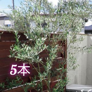 ラスト ハーブ ジャーマンカモミール 1苗 ポット植えの通販 by ラスト ハーブ ジャーマンカモミール 1苗 ポット植えの通販 by