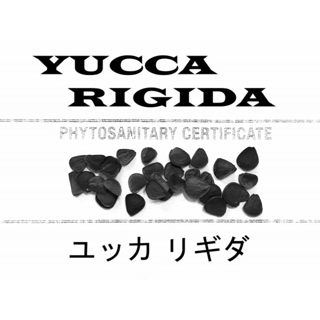 2月入荷 200粒+ ユッカ リギダ 種 種子 証明書ありの通販 by 2月入荷 200粒+ ユッカ リギダ 種 種子 証明書ありの通販 by