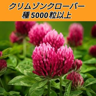 ラスト ハーブ ジャーマンカモミール 1苗 ポット植えの通販 by ラスト ハーブ ジャーマンカモミール 1苗 ポット植えの通販 by