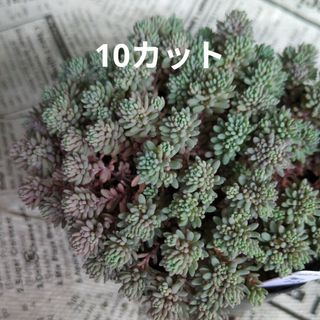 Spring Box D】アエオ+α8苗セット 多肉植物の通販 by たにゆ's Spring Box D】アエオ+α8苗セット 多肉植物の通販 by たにゆ's