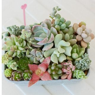 Spring Box D】アエオ+α8苗セット 多肉植物の通販 by たにゆ's Spring Box D】アエオ+α8苗セット 多肉植物の通販 by たにゆ's