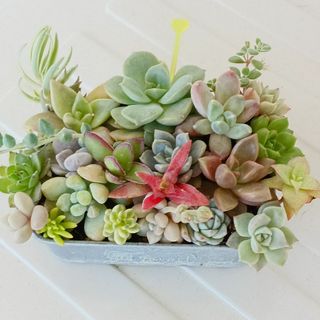 多肉植物 6点セットの通販 by junjun's shop|ラクマ 多肉植物 6点セットの通販 by junjun's shop|ラクマ