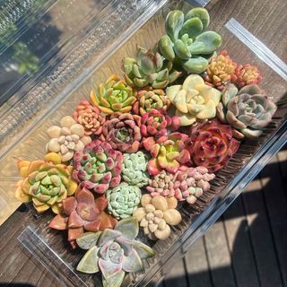 Spring Box D】アエオ+α8苗セット 多肉植物の通販 by たにゆ's Spring Box D】アエオ+α8苗セット 多肉植物の通販 by たにゆ's