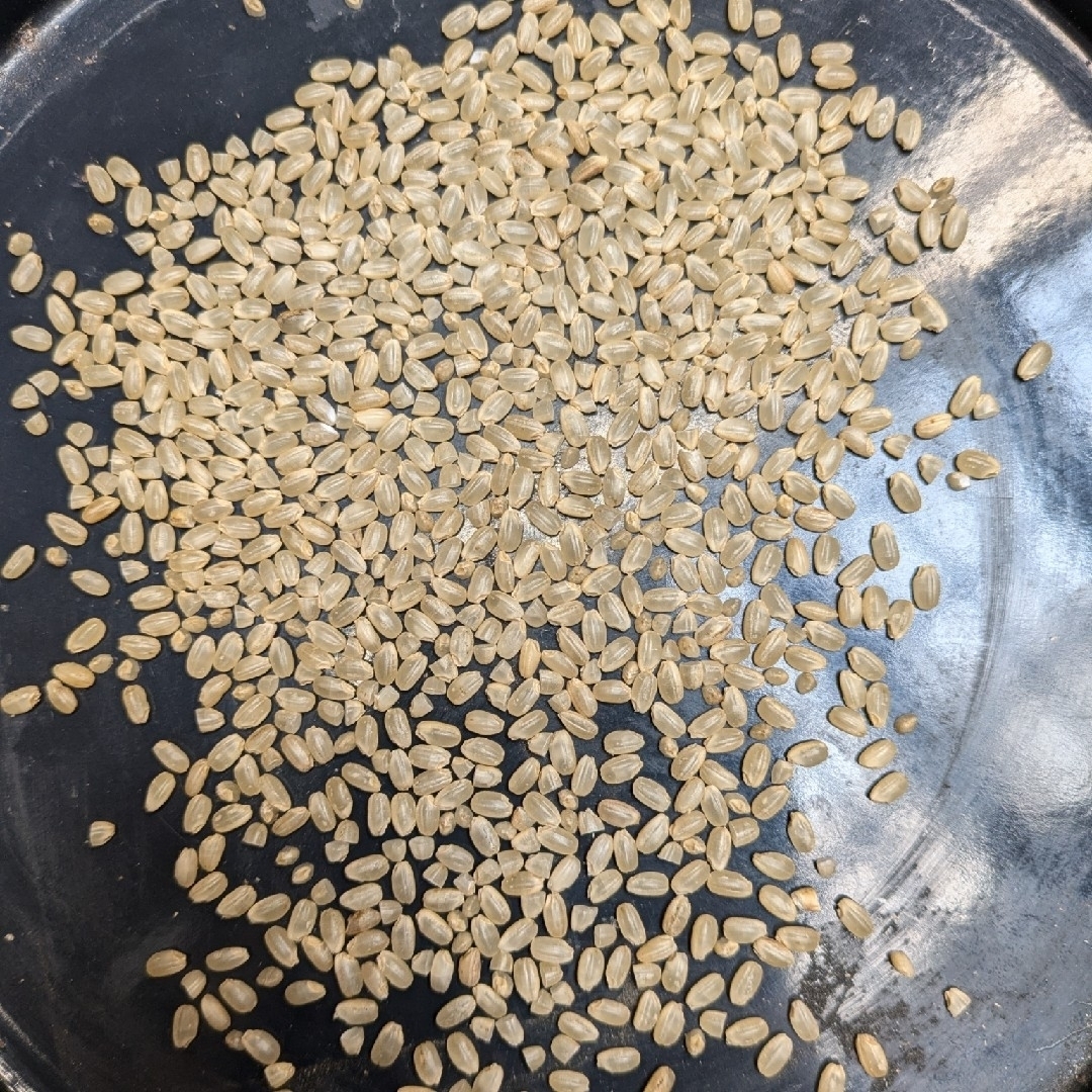 R6年収穫 新米 山口県産 コシヒカリ 農薬不使用 無肥料栽培米 R6年収穫 新米 山口県産 コシヒカリ 農薬不使用 無肥料栽培米