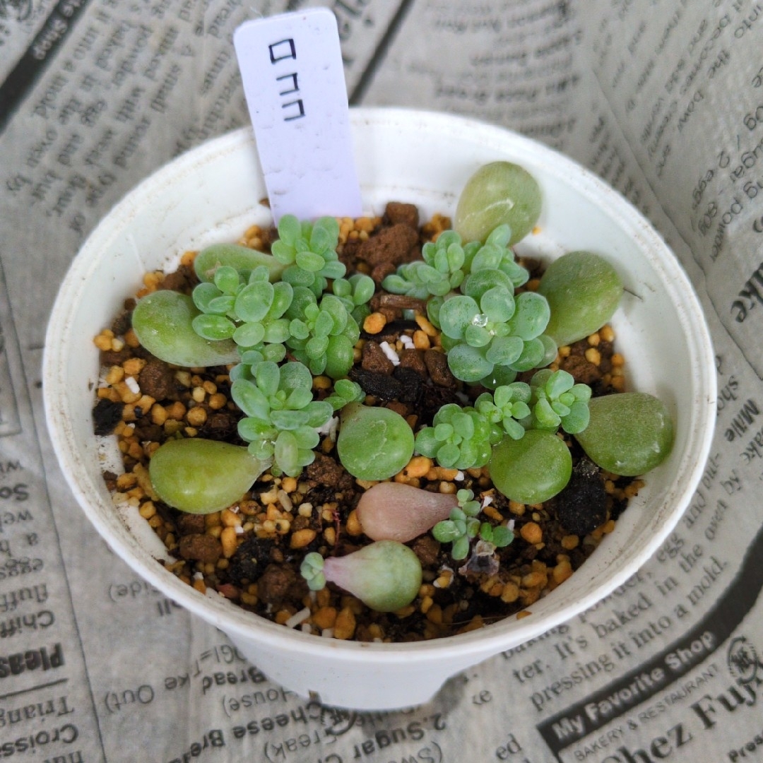 ロココ 葉挿し 多肉植物 ハンドメイドのフラワー/ガーデン(その他)の商品写真