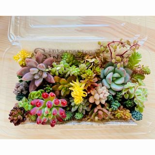 Spring Box D】アエオ+α8苗セット 多肉植物の通販 by たにゆ's Spring Box D】アエオ+α8苗セット 多肉植物の通販 by たにゆ's