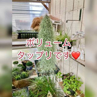 ④ゴロゴロ大きな!多肉植物カット苗セット ゆうパケットポスト ④ゴロゴロ大きな!多肉植物カット苗セット ゆうパケットポスト