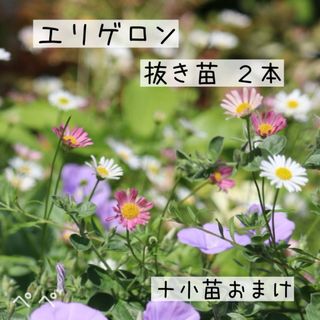 エリゲロン抜き苗2本＋小苗おまけ(その他)