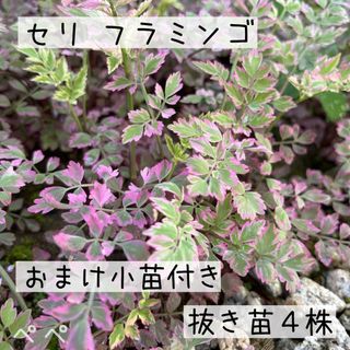 セリ フラミンゴ抜き苗4本＋おまけ小苗(その他)