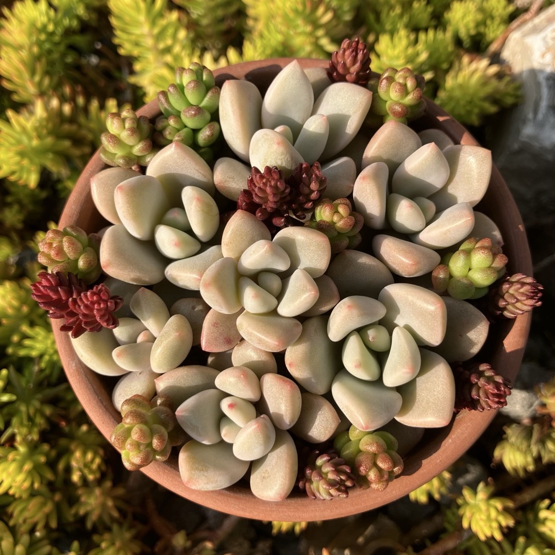 ピンクローズ&セダム【カット】多肉植物の通販 by kumi's shop ピンクローズ&セダム【カット】多肉植物の通販 by kumi's shop