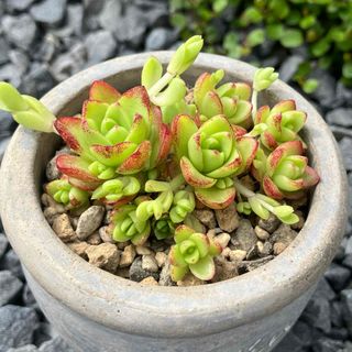 多肉植物》ピンクチップスの通販 by !ネイル販売停止中!|ラクマ 多肉植物》ピンクチップスの通販 by !ネイル販売停止中!|ラクマ