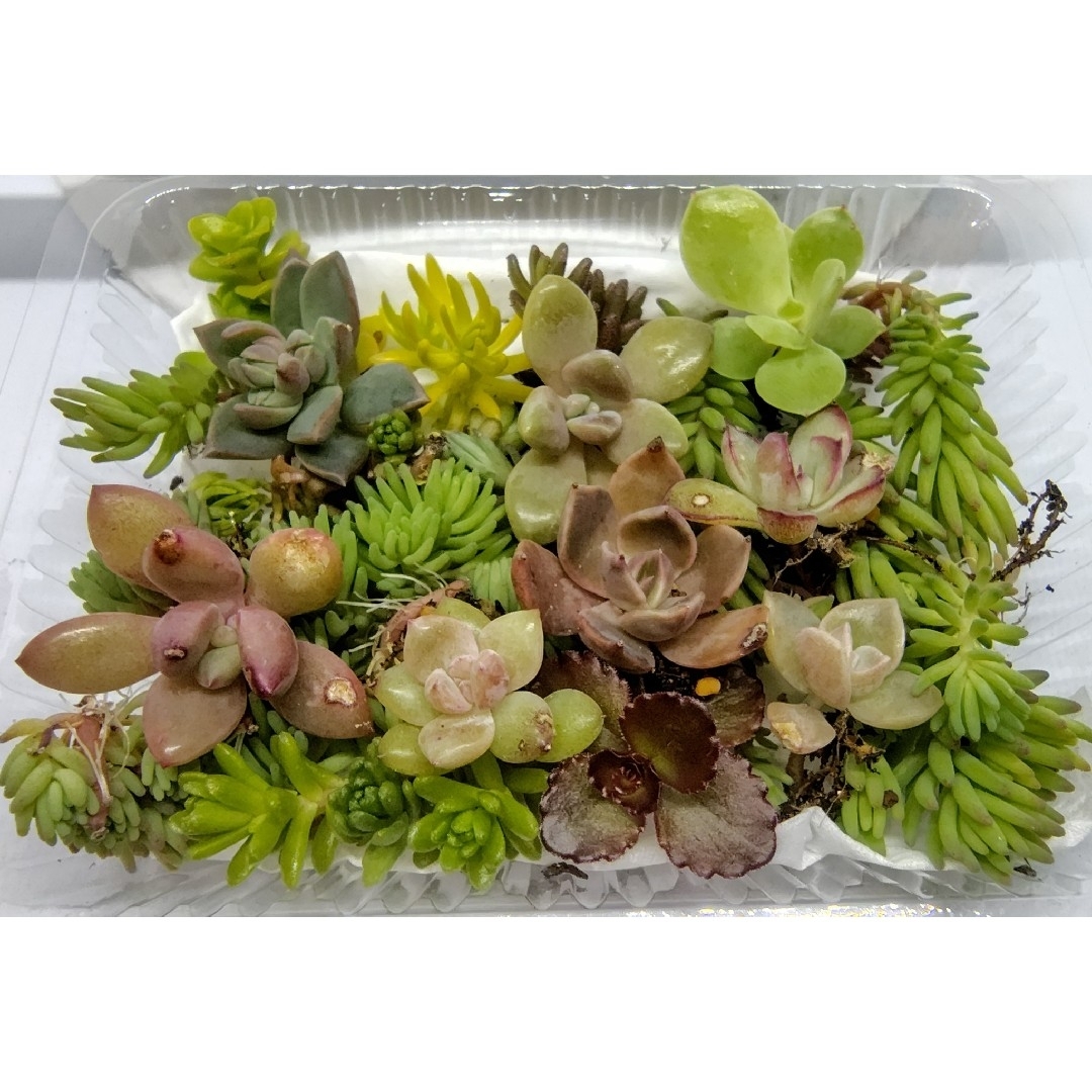 多肉植物 セットBの通販 by BM多肉's shop|ラクマ 多肉植物 セットBの通販 by BM多肉's shop|ラクマ