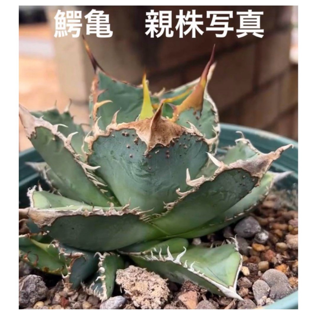 最高級株!衝撃価格!!発根済み!鰐亀!アガベ 大きめ 極上子株 最高級株!衝撃価格!!発根済み!鰐亀!アガベ 大きめ 極上子株