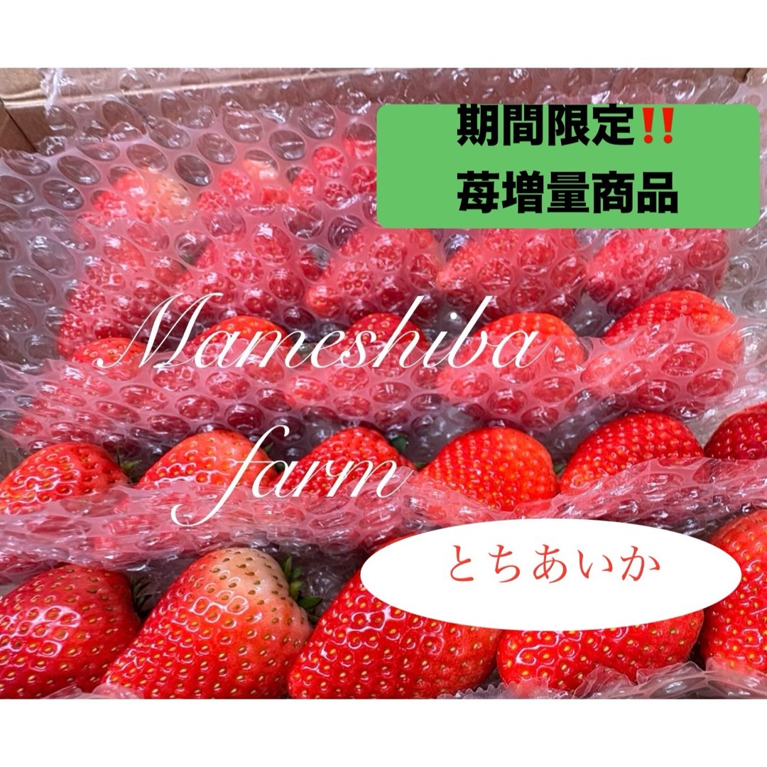 増量‼️とちあいか 豆しば農園 農家直送品 ⚠️期間限定⚠️常温 増量‼️とちあいか 豆しば農園 農家直送品 ⚠️期間限定⚠️常温
