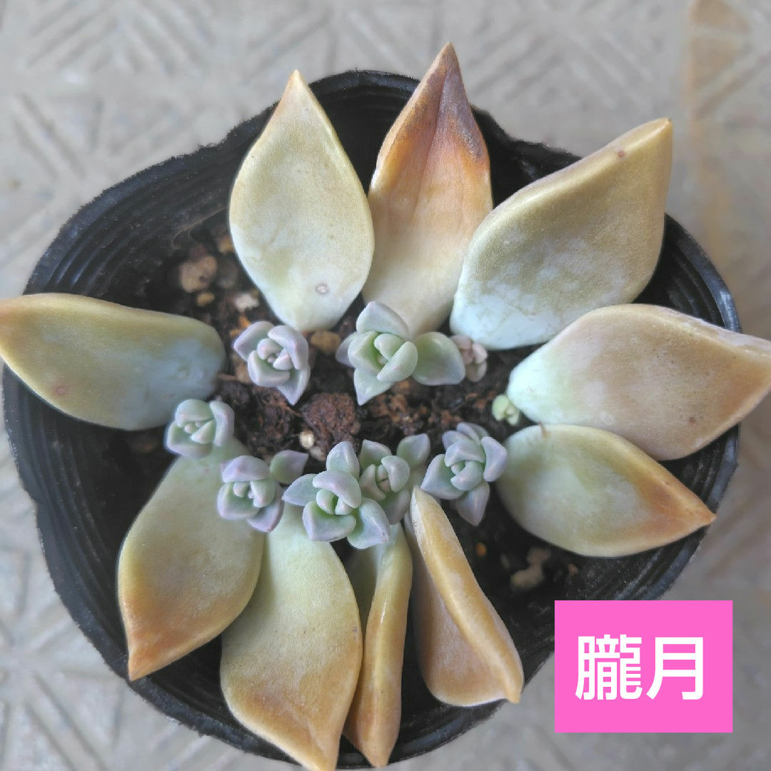 【多肉植物】朧月 葉挿し 10枚 ハンドメイドのハンドメイド その他(その他)の商品写真
