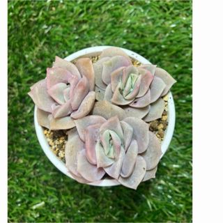 多肉植物 シュガークリスタル カット苗 直径7cmの鉢に置いてい 多肉植物 シュガークリスタル カット苗 直径7cmの鉢に置いてい