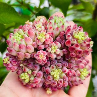 アイボリークイーンローズ① 抜き苗 多肉植物エケベリアの通販 アイボリークイーンローズ① 抜き苗 多肉植物エケベリアの通販