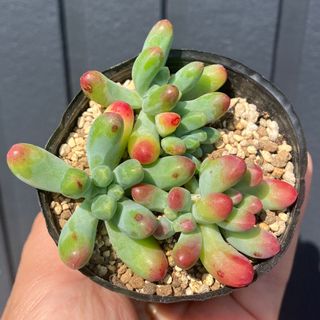 韓国苗 ブラックサバス 多肉植物の通販 by cochi's shop|ラクマ 韓国苗 ブラックサバス 多肉植物の通販 by cochi's shop|ラクマ