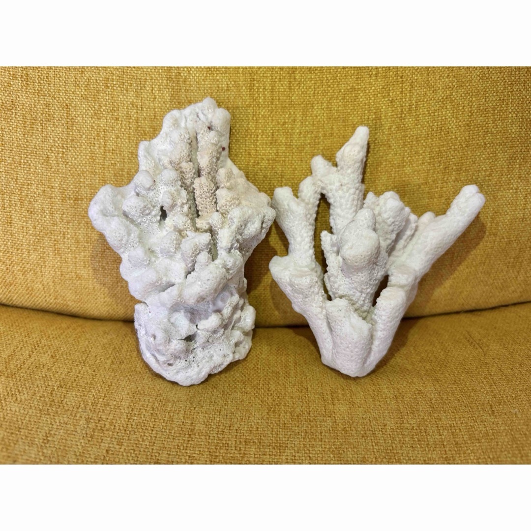 珊瑚✴︎白珊瑚✴︎2つセット✴︎インテリアオブジェに!水槽 珊瑚✴︎白珊瑚✴︎2つセット✴︎インテリアオブジェに!水槽