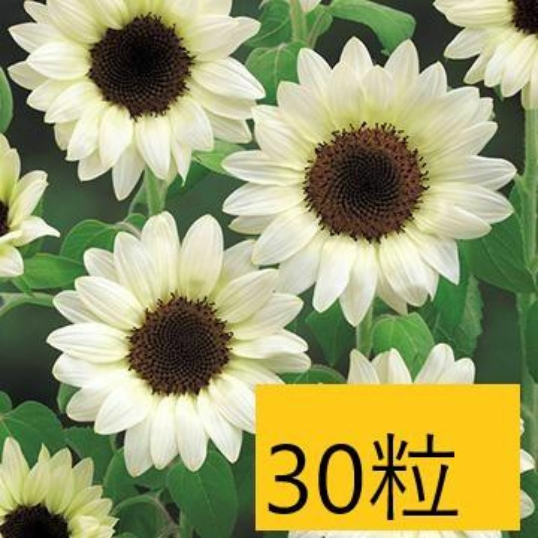 【花の種】30粒 珍しい白いヒマワリ F1ホワイトナイト 花びらが白系ひまわり ハンドメイドのフラワー/ガーデン(プランター)の商品写真