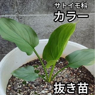 サトイモ科　カラー　抜き苗　一苗(その他)