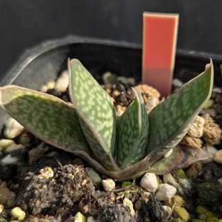 ☆人気鯨舌☆アガベ オバティフォリア EI Oso 実生2株☆参考耐寒 ☆人気鯨舌☆アガベ オバティフォリア EI Oso 実生2株☆参考耐寒
