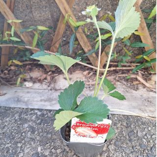美麗翡翠葛!【黒色ヒスイカズラ④】ジェイドバイン 種子5粒の 美麗翡翠葛!【黒色ヒスイカズラ④】ジェイドバイン 種子5粒の