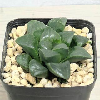 多肉植物　ハオルチア　寿(その他)