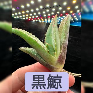 P.Banna#A バンナA ビカクシダ コウモリランの通販 by tk_plants P.Banna#A バンナA ビカクシダ コウモリランの通販 by tk_plants