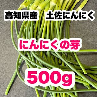 高知県産 土佐にんにく ニンニクの芽 農家直送! 野菜 Mptの通販 高知県産 土佐にんにく ニンニクの芽 農家直送! 野菜 Mptの通販