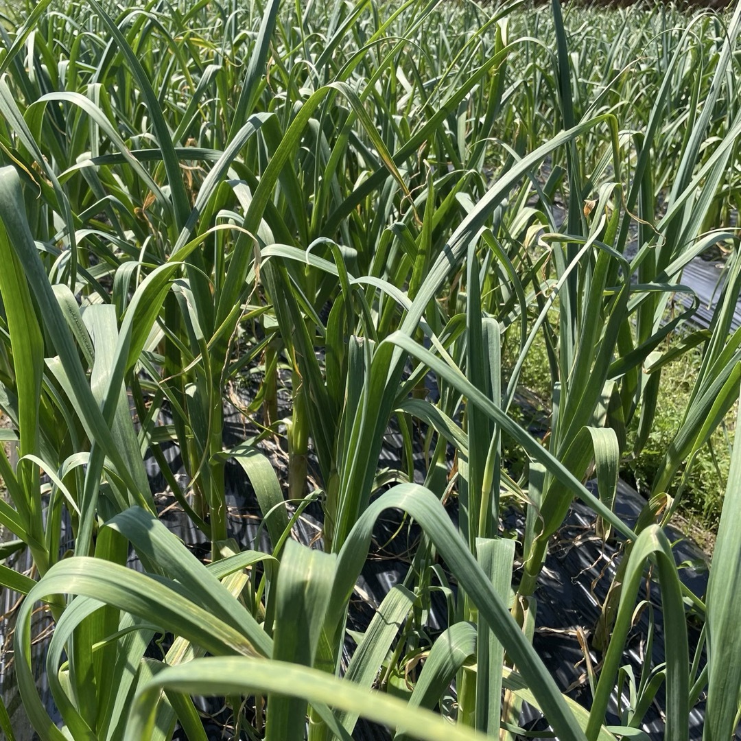 高知県産 土佐にんにく ニンニクの芽 農家直送! 野菜 Tsjの通販 高知県産 土佐にんにく ニンニクの芽 農家直送! 野菜 Tsjの通販
