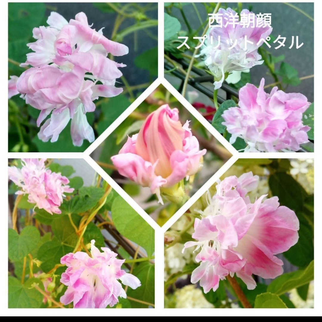 花の種 西洋朝顔 スプリットペタルの種の通販 by ジェミ's 花の種 西洋朝顔 スプリットペタルの種の通販 by ジェミ's