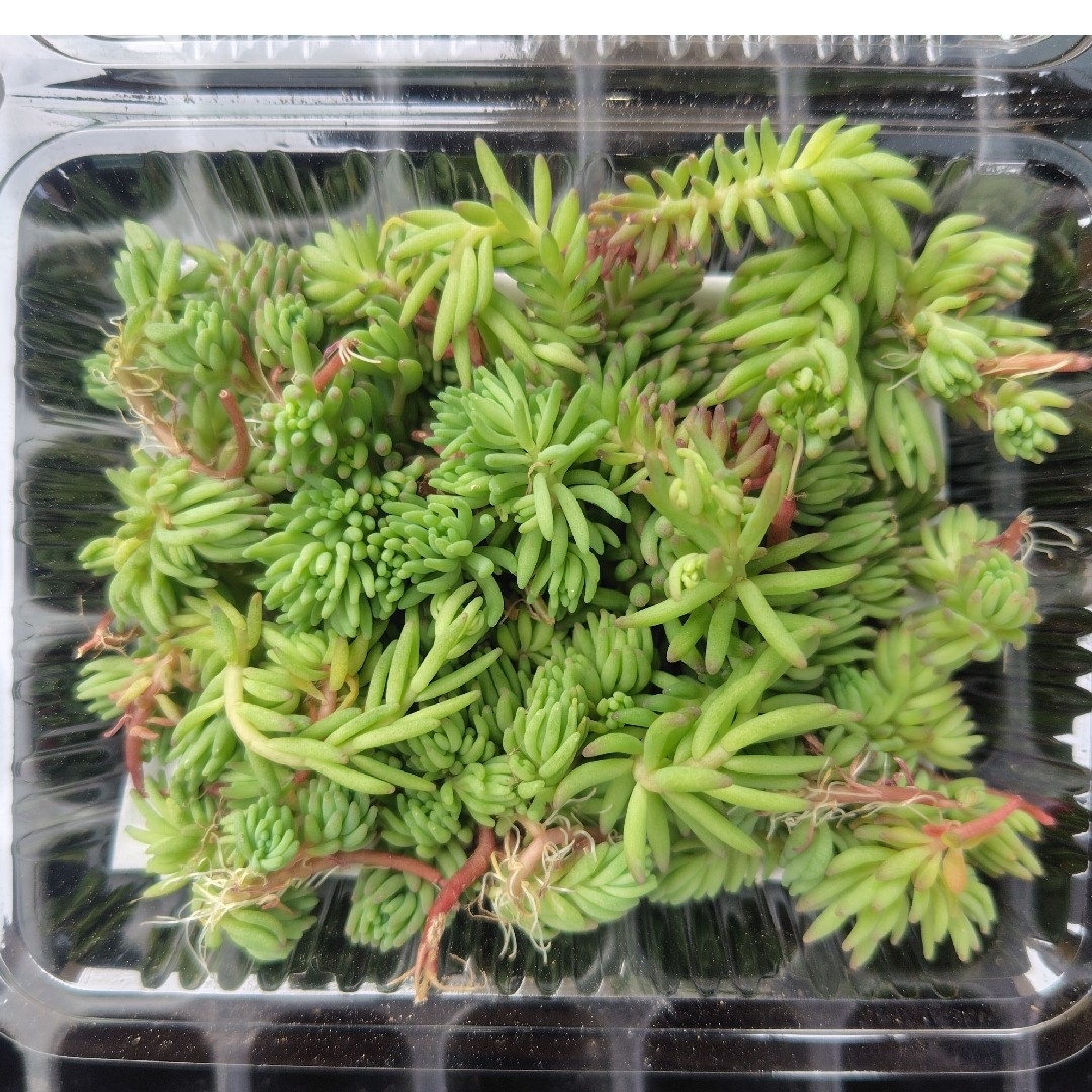 多肉植物 パリダム ハンドメイドのフラワー/ガーデン(その他)の商品写真