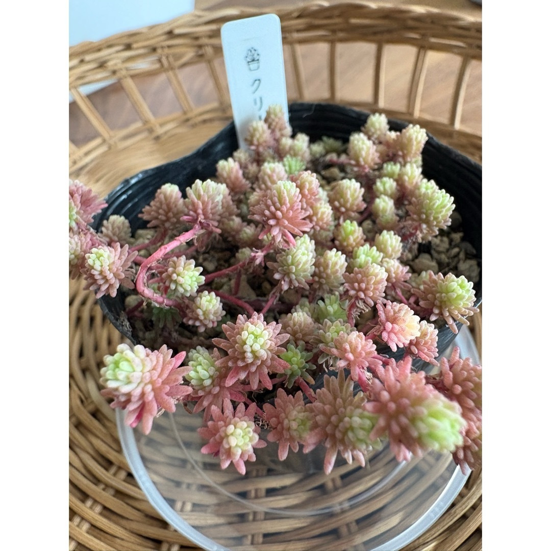 多肉植物 クリームソーダ 抜き苗 1ポットの通販 by osora garden 多肉植物 クリームソーダ 抜き苗 1ポットの通販 by osora garden